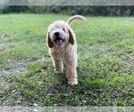 Small Photo #18 Goldendoodle Puppy For Sale in CANON, GA, USA