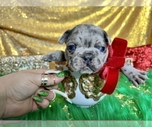 Medium Photo #37 French Bulldog Puppy For Sale in HAYWARD, CA, USA