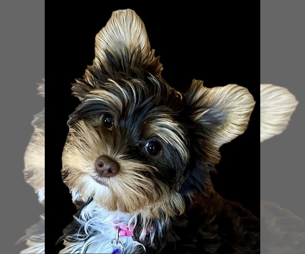 Medium Photo #1 Yorkshire Terrier Puppy For Sale in EUSTIS, FL, USA