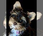 Small Photo #1 Yorkshire Terrier Puppy For Sale in EUSTIS, FL, USA