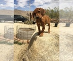 Small Photo #147 Rhodesian Ridgeback Puppy For Sale in MORONGO VALLEY, CA, USA