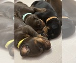 Small #7 Doberman Pinscher