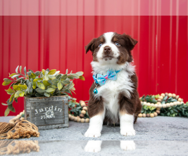 Medium Photo #13 Miniature Australian Shepherd Puppy For Sale in MILLERSBURG, OH, USA