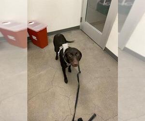 Labrador Retriever Dogs for adoption in Berkeley , CA, USA