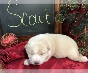 Shiba Inu Puppy for sale in SULLIVAN, IL, USA