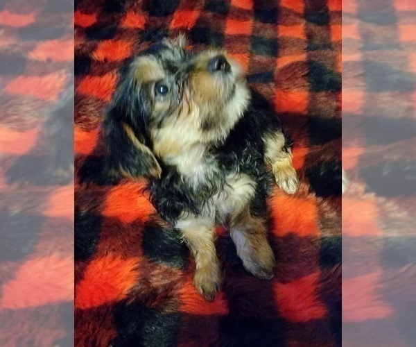 Medium Photo #18 Yorkshire Terrier Puppy For Sale in HUDDLESTON, VA, USA