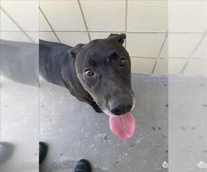 Labrador Retriever-Unknown Mix Dogs for adoption in Corpus Christi, TX, USA