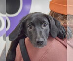 Small #5 Beagle Mix