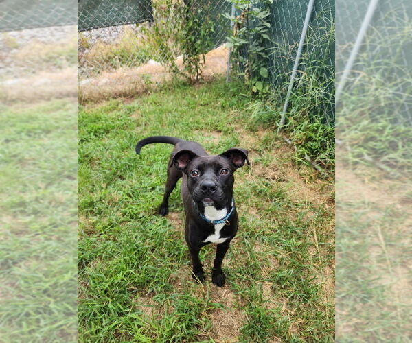 Medium Photo #18 Mutt Puppy For Sale in Evansville, IN, USA
