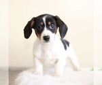Small Photo #2 Dachshund Puppy For Sale in PARADISE, PA, USA