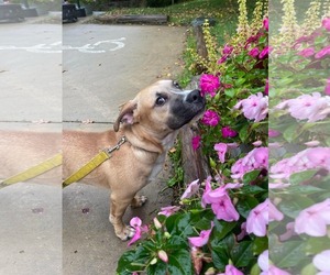 Krew - Male Mutt Dog for Adoption - Photo #3