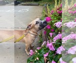 Small Photo #3 Mutt Puppy For Sale in Derwood, MD, USA