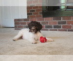 Small #10 F2 Aussiedoodle