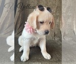 Small Photo #14 Labrador Retriever Puppy For Sale in MURRIETA, CA, USA