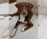 Small #1 Labrador Retriever Mix