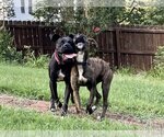 Small Photo #3 Boxer Puppy For Sale in Loganville, GA, USA