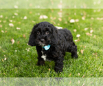Small Photo #4 Cocker Spaniel-Poodle (Miniature) Mix Puppy For Sale in NAPPANEE, IN, USA
