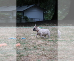Small Photo #60 French Bulldog Puppy For Sale in TACOMA, WA, USA