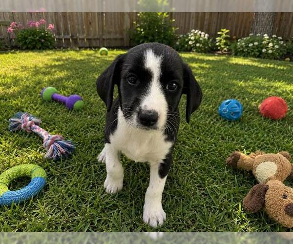 Medium Photo #3  Puppy For Sale in , 