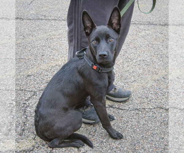 Medium Photo #4 German Shepherd Dog-Unknown Mix Puppy For Sale in Huntley, IL, USA