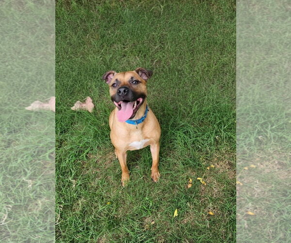 Medium Photo #1 Black Mouth Cur-Unknown Mix Puppy For Sale in Orange Grove, TX, USA