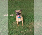 Brownie - Male Black Mouth Cur-Unknown Mix Dog for Adoption - Small photo