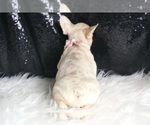 Small Photo #74 French Bulldog Puppy For Sale in WARSAW, IN, USA