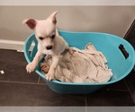 Small Photo #19 Chihuahua Puppy For Sale in MARIETTA, GA, USA