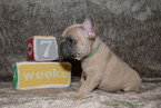 Small Photo #6 French Bulldog Puppy For Sale in EVERETT, WA, USA