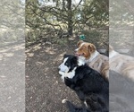 Small Photo #1 Australian Shepherd Puppy For Sale in COTOPAXI, CO, USA