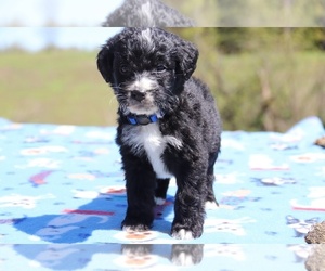Aussiedoodle Puppy for sale in UNION CITY, TN, USA