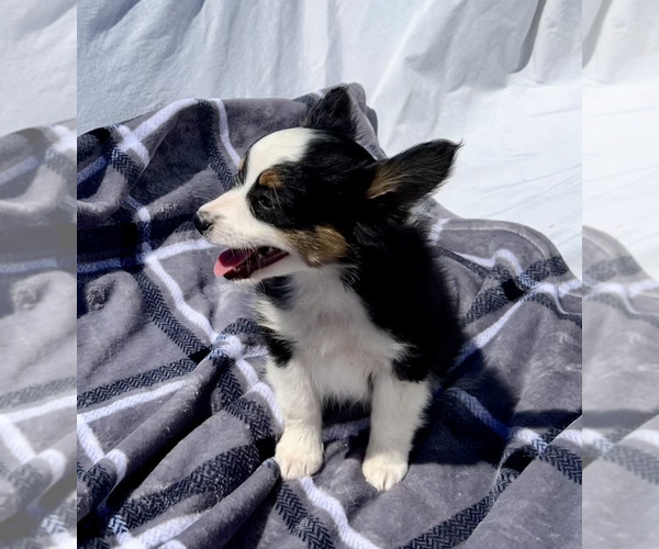 Medium Photo #4 Miniature Australian Shepherd Puppy For Sale in BEATTY, OR, USA