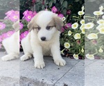 Small #5 Great Pyrenees