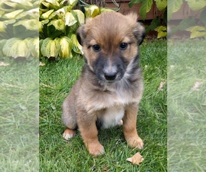 Border-Aussie Puppy for sale in NEW YORK MILLS, MN, USA