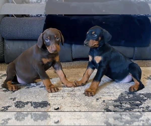 Medium Photo #11 Doberman Pinscher Puppy For Sale in YUCCA VALLEY, CA, USA