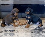 Small Photo #11 Doberman Pinscher Puppy For Sale in YUCCA VALLEY, CA, USA