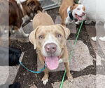 Small #1 American Pit Bull Terrier-Golden Retriever Mix