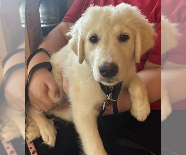 Medium Photo #7 Great Pyrenees-Unknown Mix Puppy For Sale in Grafton, WI, USA