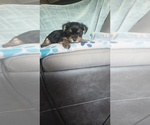 Small Photo #14 Yorkshire Terrier Puppy For Sale in BENSON, NC, USA