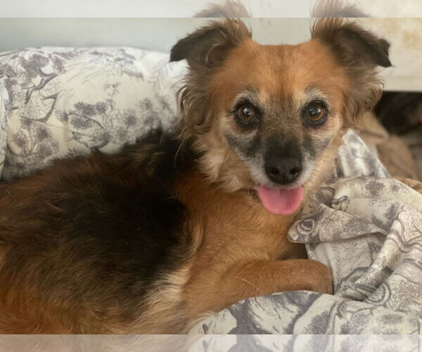 Medium Photo #7 Chihuahua-Cocker Spaniel Mix Puppy For Sale in Newport Beach, CA, USA
