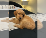 Small #12 Golden Retriever