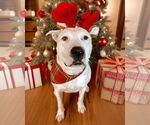Small #5 American Pit Bull Terrier Mix