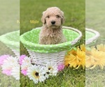 Small #9 Goldendoodle