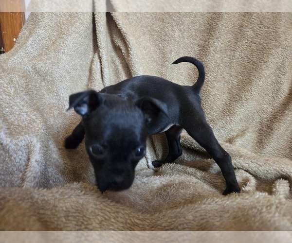 Medium Photo #2 Muggin Puppy For Sale in HILLSDALE, MI, USA