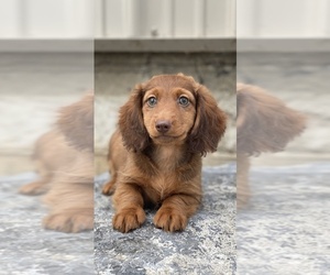 Dachshund Puppy for Sale in CANOGA, New York USA