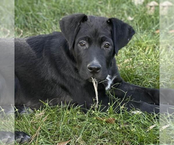 Medium Photo #4 Labrador Retriever-Unknown Mix Puppy For Sale in Yardley, PA, USA