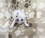 Small Photo #6 French Bulldog Puppy For Sale in MONROE, GA, USA