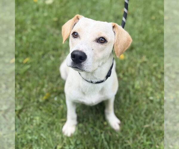 Medium Photo #1 Mutt Puppy For Sale in Yardley, PA, USA