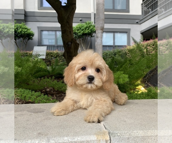 Medium Photo #4 Cavachon Puppy For Sale in HOUSTON, TX, USA