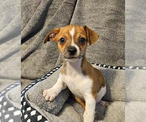 Chug Dogs for adoption in Los Angeles, CA, USA